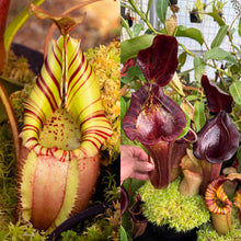 Load image into Gallery viewer, N. veitchii (m) x {lowii x [truncata x (spectabilis x northiana)]} RE-0177
