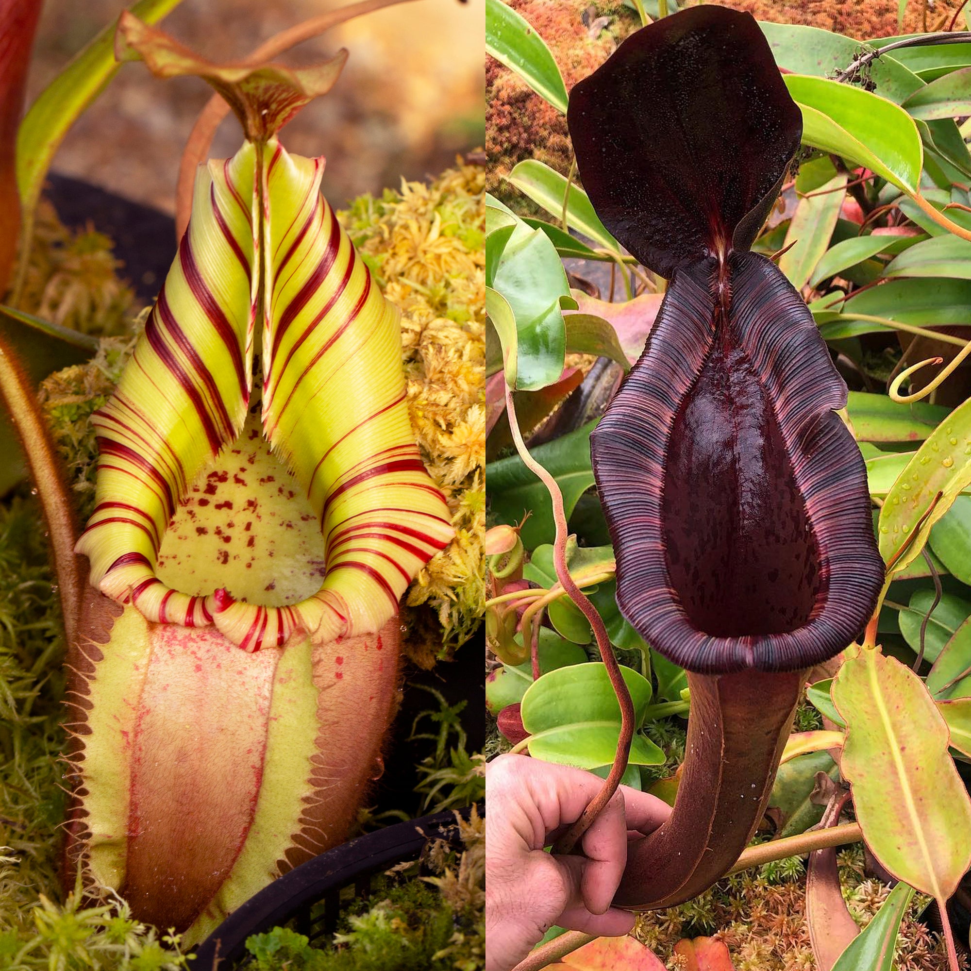 N. veitchii (m) x {lowii x [truncata x (spectabilis x northiana