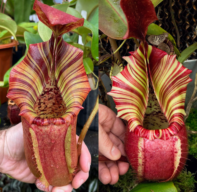N. {[lowii x (northiana x veitchii)] x veitchii (m) x veitchii ‘Candy Dreams’ RE-0178