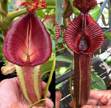 Load image into Gallery viewer, N. [(Rokko ‘Exotica’ x boschiana) x veitchii] (a) x {[(Rokko ‘Exotica’ x boschiana) x veitchii] (a) x edwardsiana} RE-0180
