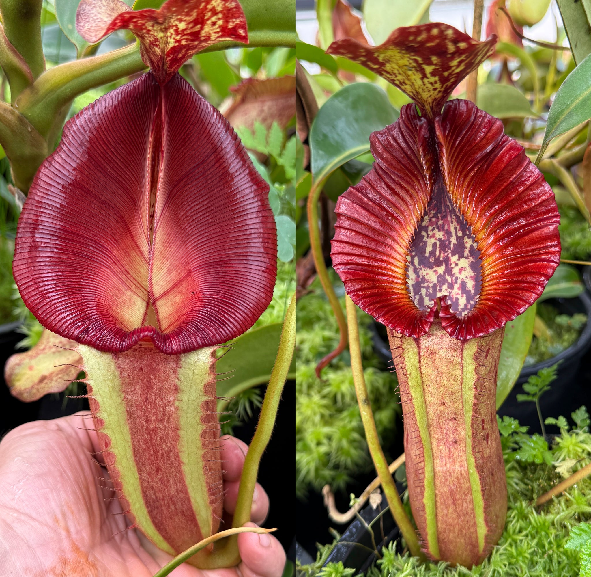 REDLEAF EXCLUSIVES - Nepenthes for Sale - Redleaf Exotics