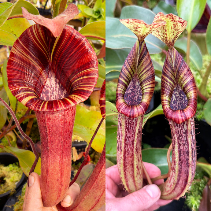 Nepenthes LVBxVMV (a) x veitchii 'Candy Dreams'- Redleaf Exotics
