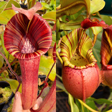 Load image into Gallery viewer, N. {[(lowii x veitchii) x boschiana] x [(veitchii x maxima) x veitchii]} (a) x veitchii (m) #98 RE-0182
