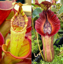 Load image into Gallery viewer, N. minima x {[(Rokko ‘Exotica x boschiana) x veitchii] x edwardsiana} RE-0183
