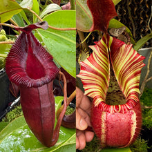 Load image into Gallery viewer, N. {[Rokko (zakriana x spectabilis) x Trusmadiensis} x veitchii &#39;Candy Dreams&#39;RE-0186
