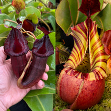 Load image into Gallery viewer, N. {[Rokko (zakriana x spectabilis) x Trusmadiensis} x veitchii &#39;Candy Dreams&#39;RE-0186
