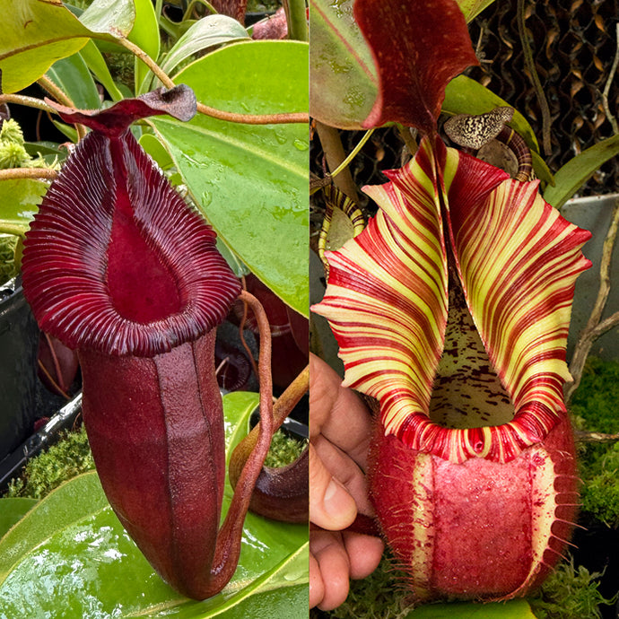 N. {[Rokko (zakriana x spectabilis) x Trusmadiensis} x veitchii 'Candy Dreams'RE-0186