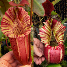 Load image into Gallery viewer, N. [(platychila x rajah) x veitchii (m)] x veitchii ‘Candy Dreams’ RE-0188
