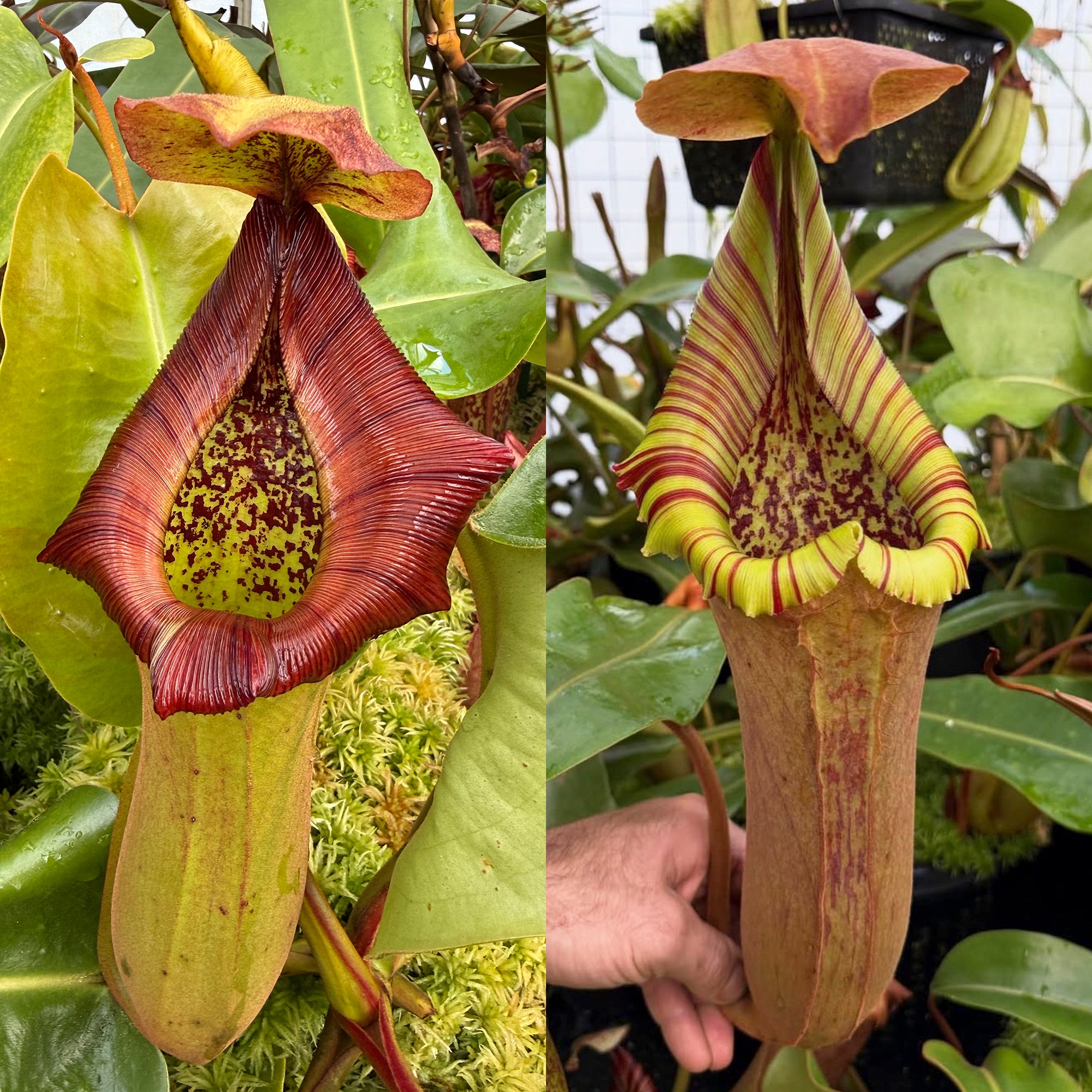 Nepenthes For Sale - Redleaf Exotics – RedLeaf Exotics