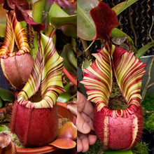 Load image into Gallery viewer, N. veitchii (X) - 'Geoff Wong' x 'Candy Dreams' RE-3333
