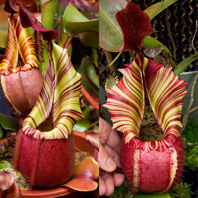 N. veitchii (X) - 'Geoff Wong' x 'Candy Dreams' RE-3333