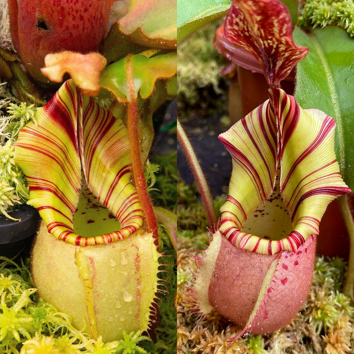 Nepenthes veitchii (D) - Redleaf Exotics