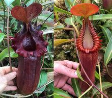 Load image into Gallery viewer, N. (sibuyanensis x Trusmadiensis) (a) x edwardsiana EP Small
