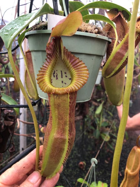 N. spathulata x edwardsiana EP Rooted Cuttings