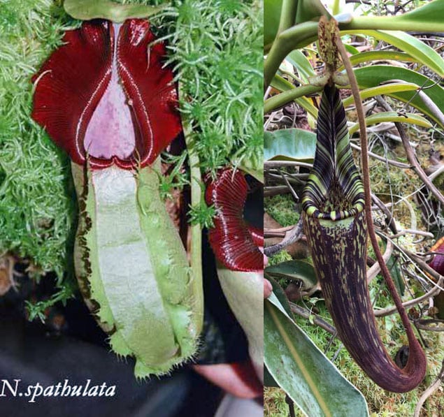 Nepenthes (ventricosa x sibuyanensis) x xtrusmadiensis (b