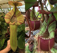 Load image into Gallery viewer, N. truncata – giant x veitchii (m) – Bario EP small
