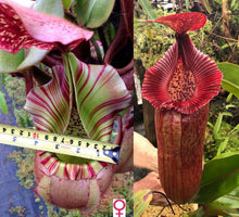 Load image into Gallery viewer, N. veitchii (m) – giant x {[(Rokko ‘Exotica’ x boschiana) x veitchii] x edwardsiana} EP Medium
