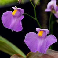 Utricularia humboltii x alpina - Redleaf Exotics