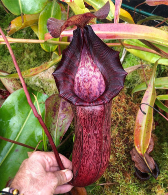 Redleaf Exotics Nepenthes Nepenthes  spectabilis x (lowii x ventricosa) (b)  