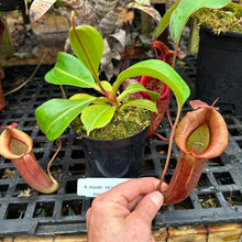 Load image into Gallery viewer, N. truncata - red x jacquelineae
