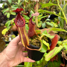 Load image into Gallery viewer, N. [(lowii x veitchii) x boschiana] x veitchii &#39;Candy Dreams RE-0092  NEW GREX
