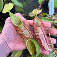 Nepenthes gymnamphora - Seed-grown