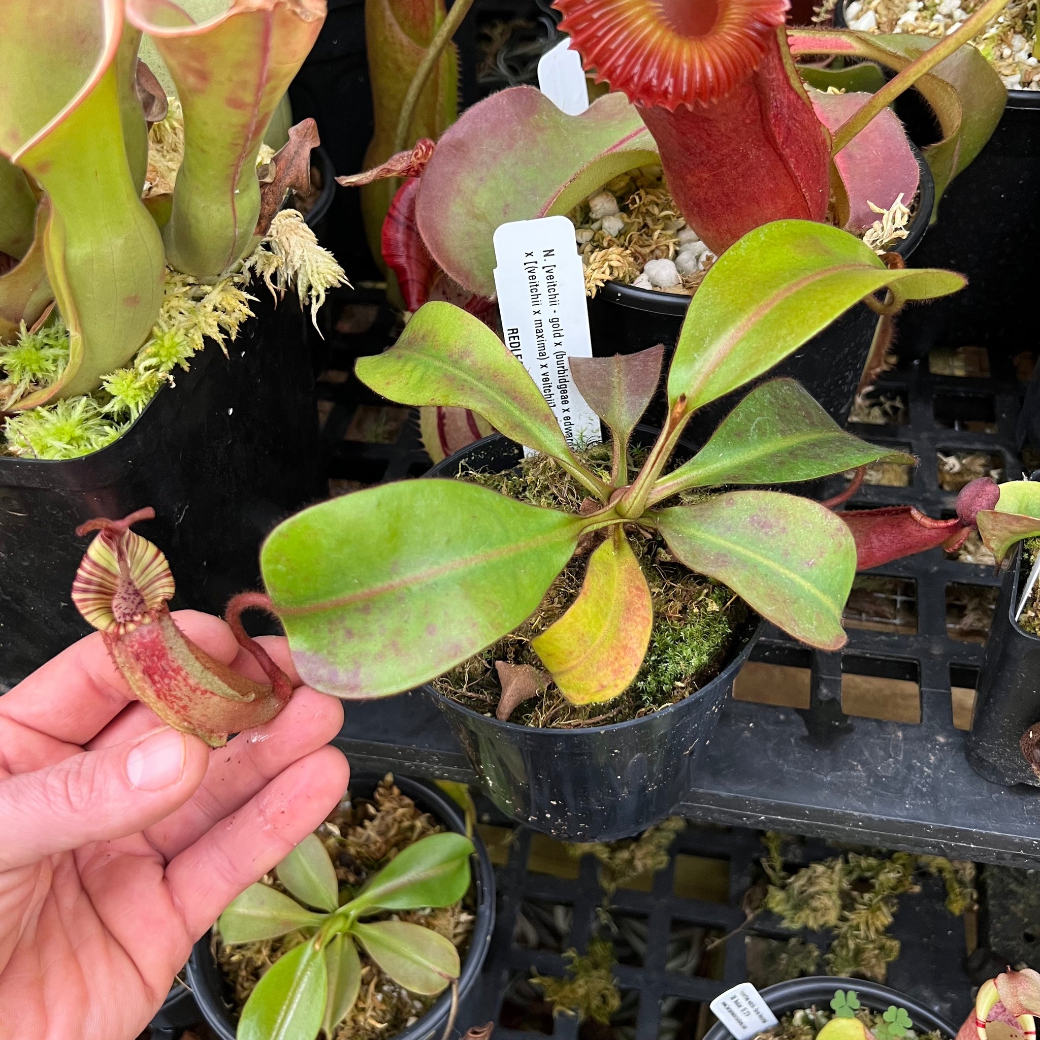 Nepenthes veitchii - gold x (burbidgeae x edwardsiana) x [(veitchii x maxima)  x veitchii] – RedLeaf Exotics