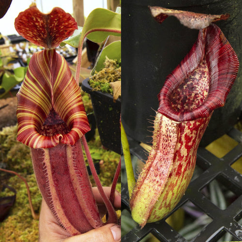 Nepenthes (LVBxVMV) x {[(Lowii x veitchii) x boschiana]  x burbidgeae} - Redleaf Exotics