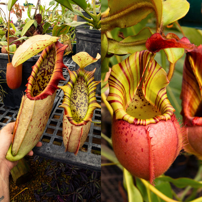 Nepenthes northiana x veitchii (m) - squat red, striped - Redleaf Exotics