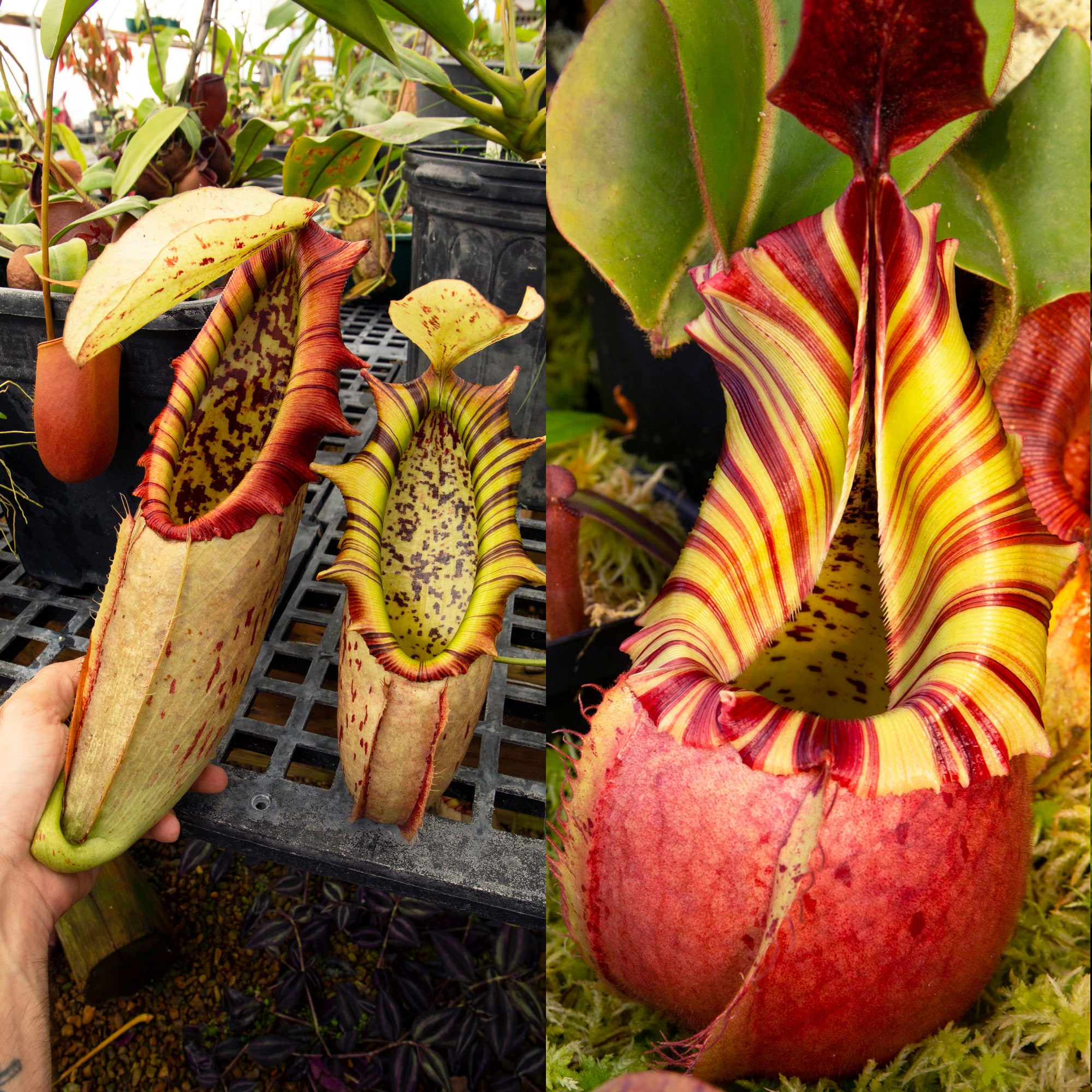 Nepenthes northiana x veitchii 'Candy Dreams' - Redleaf Exotics