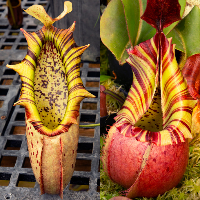 Nepenthes northiana x veitchii 'Candy Dreams' - Redleaf Exotics