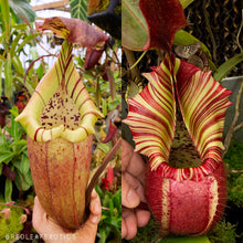 Load image into Gallery viewer, Nepenthes (robcantleyi x burbidgeae) x veitchii &#39;Candy Dreams&#39; - Redleaf Exotics
