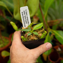 Load image into Gallery viewer, Nepenthes [(lowii x campanulata) x burbidgeae] x veitchii &#39;Candy Dreams&#39; - Redleaf Exotics
