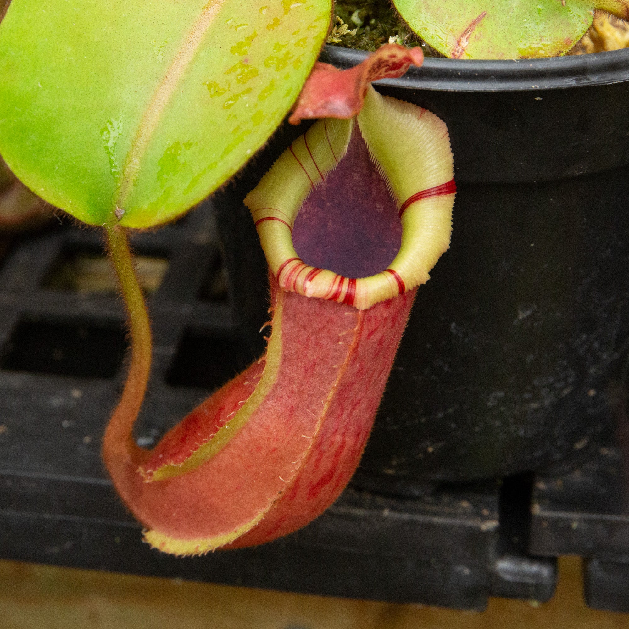 BACK PLAIN PLANTS | P.Veitchii limited species 3rd edition