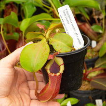 Load image into Gallery viewer, Nepenthes (spectabilis x veitchii) x veitchii &#39;Candy Dreams&#39;  - Redleaf Exotics

