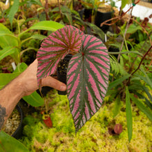 Load image into Gallery viewer, begonia brevirimosa for sale Redleaf Exotics 
