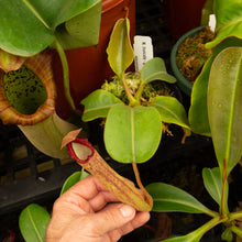 Load image into Gallery viewer, N. truncata x klossii EP
