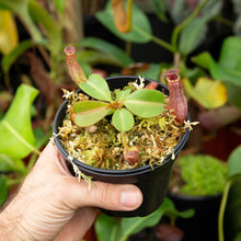 Load image into Gallery viewer, N. [(lowii x veitchii) x boschiana] x veitchii &#39;Candy Dreams RE-0055
