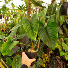Load image into Gallery viewer, Philodendron furcatum
