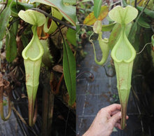 N. hemsleyana - white EP Rooted Cuttings