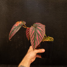Load image into Gallery viewer, Begonia brevirimosa
