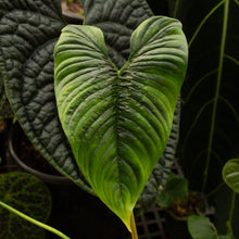 Load image into Gallery viewer, Philodendron furcatum
