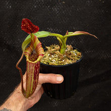 Load image into Gallery viewer, Nepenthes Tiveyi &#39;Sarawak Red&#39; - Redleaf Exotics
