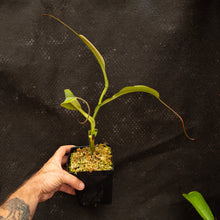 Load image into Gallery viewer, Nepenthes Tiveyi &#39;Sarawak Red&#39; - Redleaf Exotics
