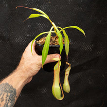 Load image into Gallery viewer, N. graciliflora (f) EP - Rooted Cutting
