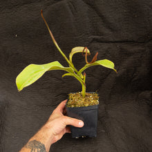 Load image into Gallery viewer, N. Tiveyi  &#39;Sarawak Red&#39; Rooted Cuttings
