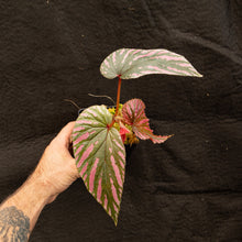 Load image into Gallery viewer, Begonia brevirimosa
