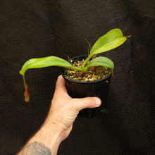 Load image into Gallery viewer, N. Tiveyi  &#39;Sarawak Red&#39; Rooted Cuttings
