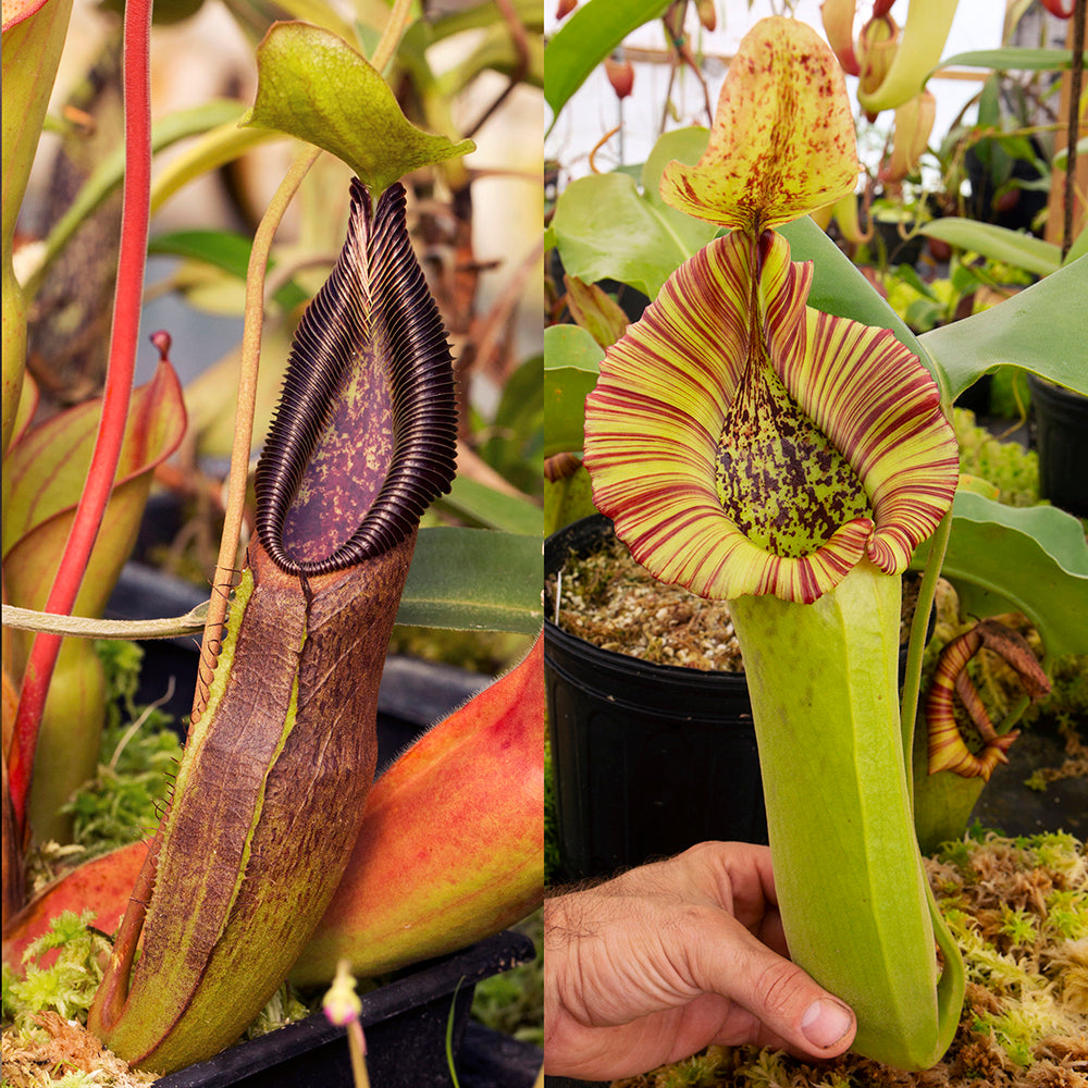 Nepenthes Truncata Care