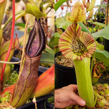 Load image into Gallery viewer, Nepenthes singalana x truncata - Redleaf Exotics - Carnivorous Plants for sale

